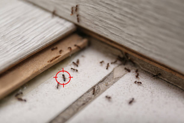 Best Pest Inspection Near Me  in Beckett Ridge, OH