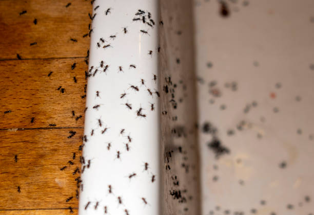 Best Flea Control Services  in Beckett Ridge, OH