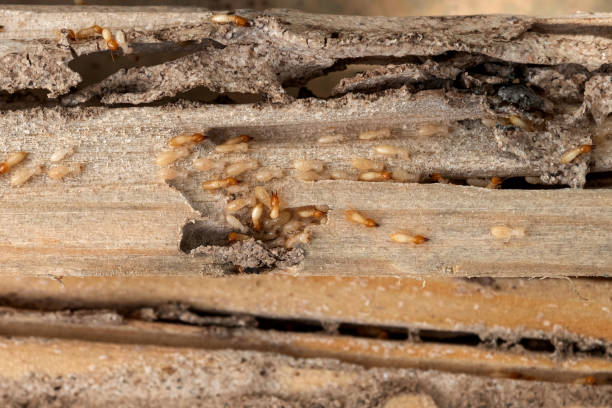Best Ant Control Services  in Beckett Ridge, OH