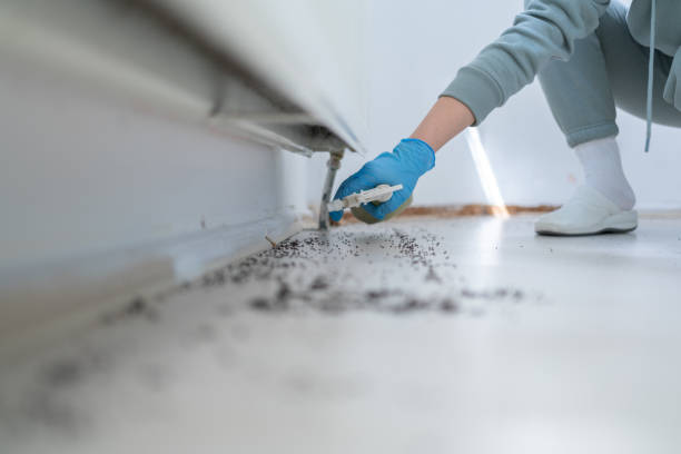 Wasp Removal Services in Beckett Ridge, OH
